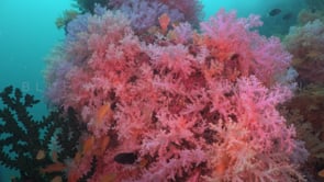 1730_Pink soft corals and orange anthias close up
