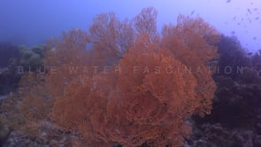 1732_Big orange sea fan on reef