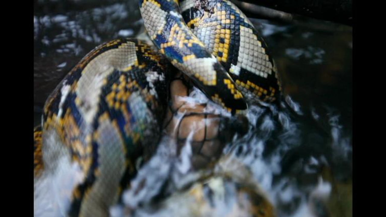 Cobra vs. Python