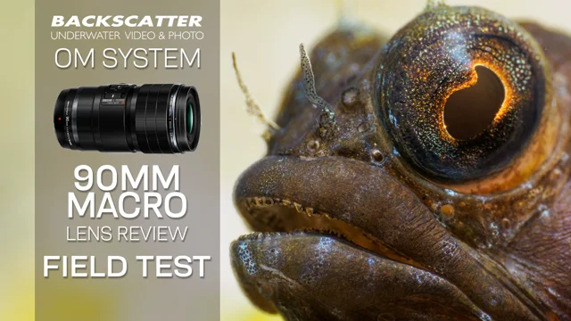 Sony RX100 VII Underwater Camera Review - Underwater Photography -  Backscatter