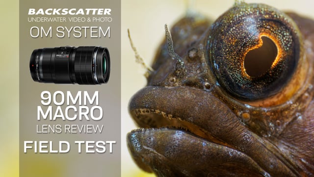 OM System (Olympus) 90mm Macro Lens Underwater Review - Field Test
