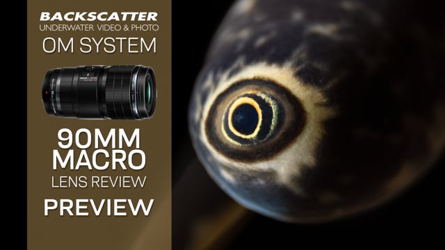 OM System (Olympus) 90mm Macro Lens Underwater Review - Preview