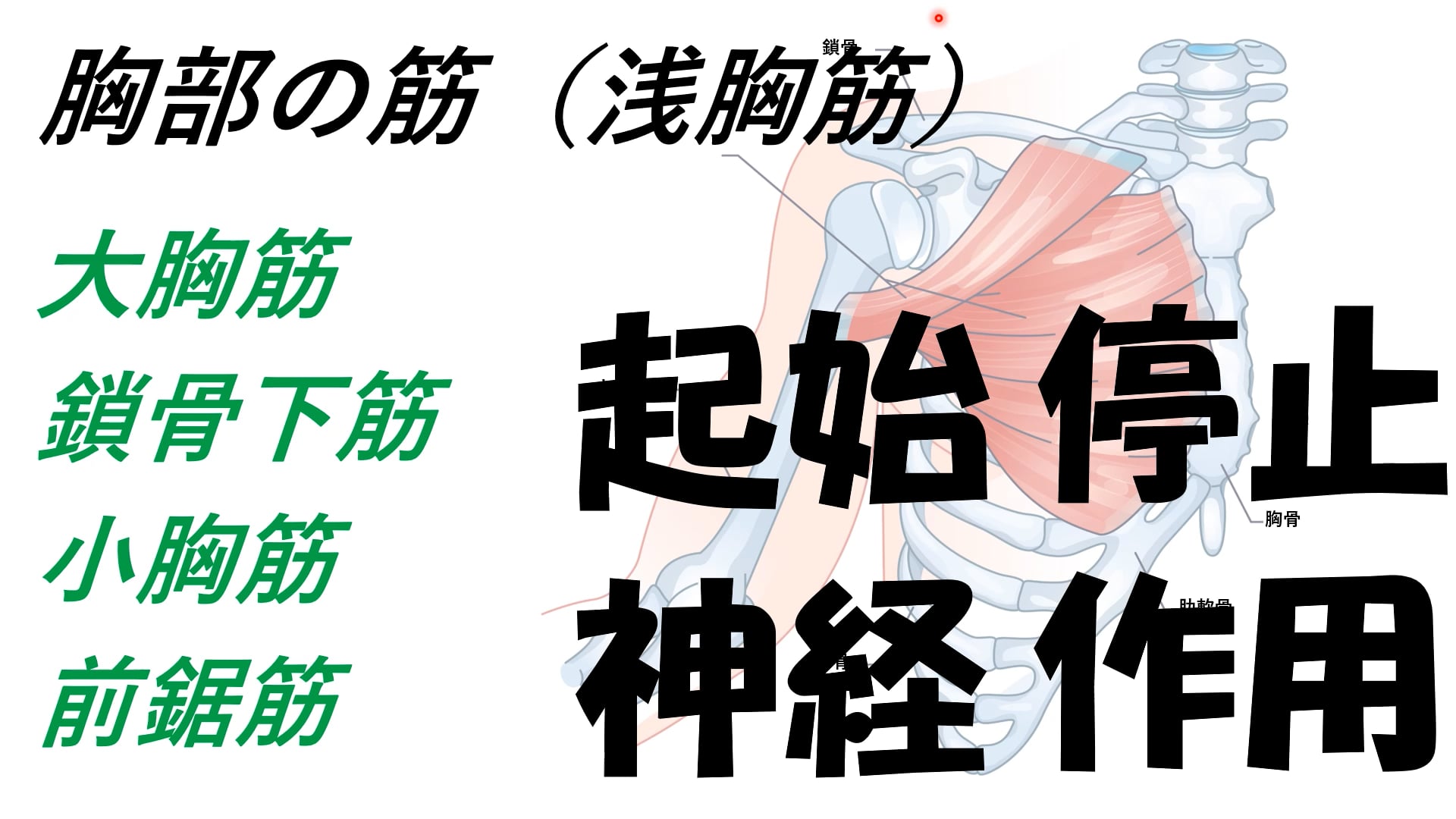 胸部の筋 （浅胸筋） on Vimeo