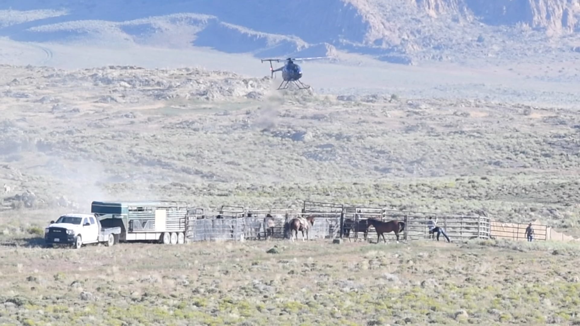 LFT Investigates: BLM Wild Horse Helicopter Roundups On Vimeo