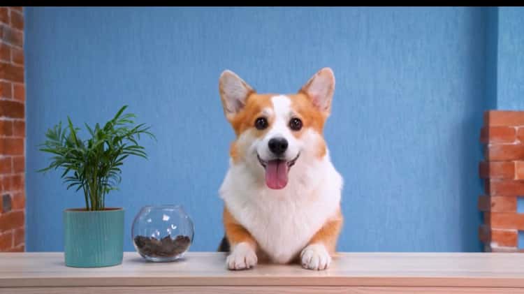 Corgi music best sale