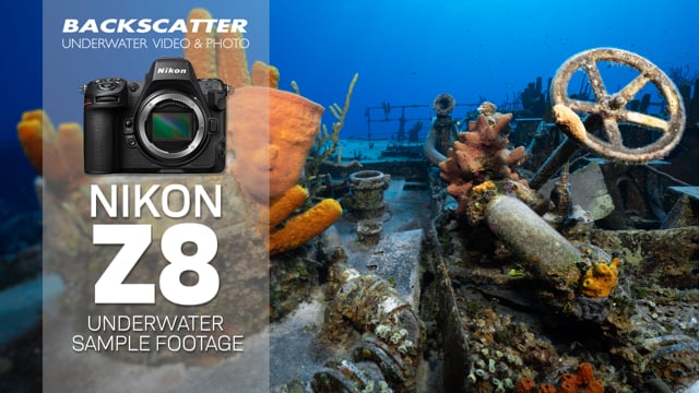 Nikon Z8 Underwater Sample Footage