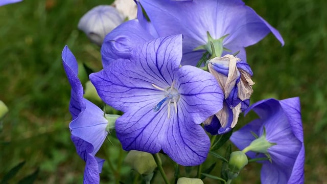 Flowers, Petals, Bell. Free Stock Video - Pixabay