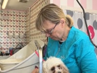 Short tips on how to control a dog that doesnt want to be dried