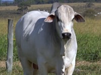 Lote 41