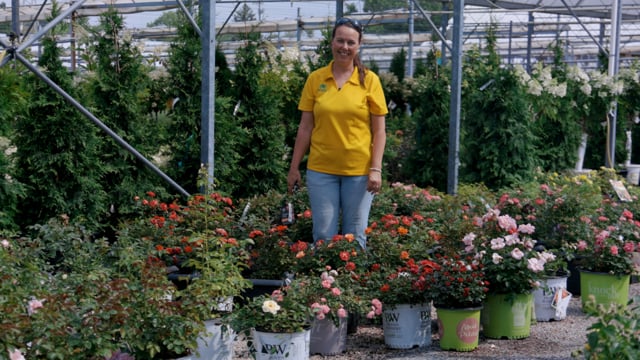 Shrub Roses | How to Grow & Care for Landscape Roses