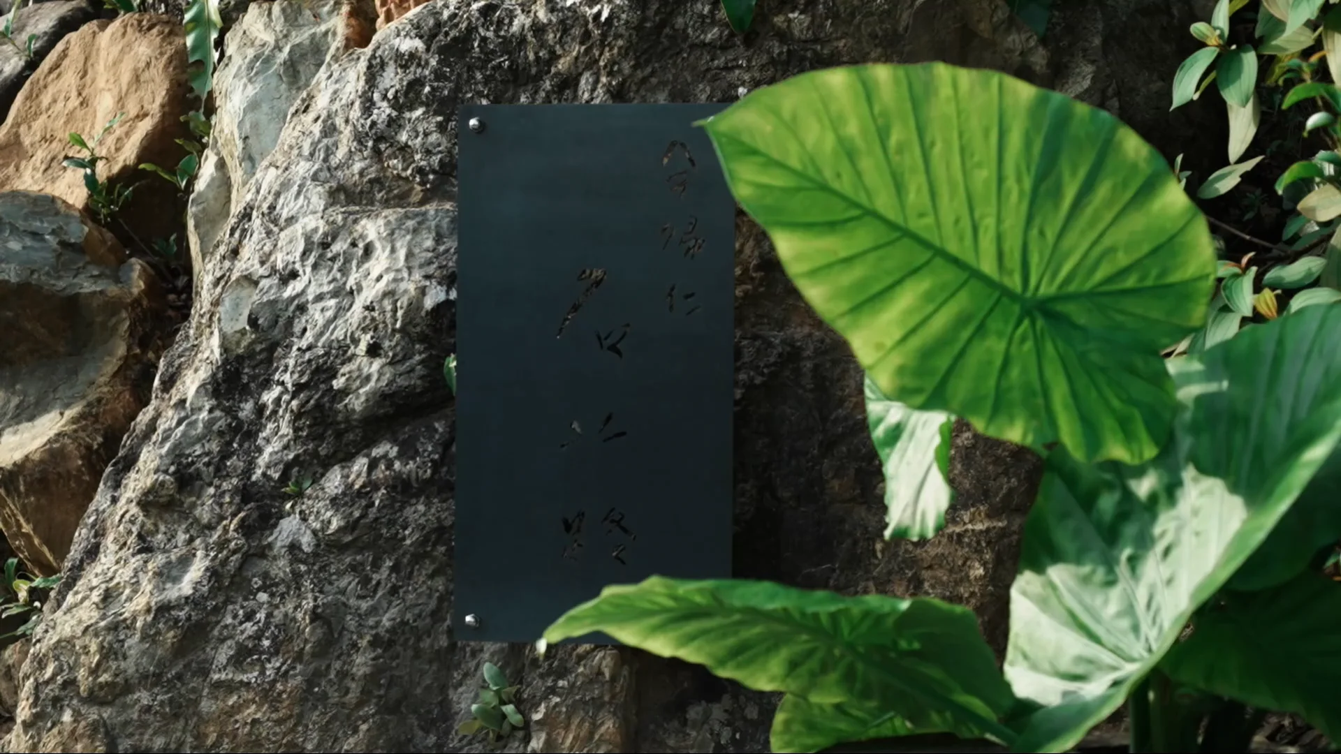 今帰仁石蕗｜nakijin-tsuwabuki｜沖縄 -今帰仁石蕗｜nakijin-tsuwabuki