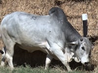 Lote 55