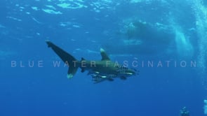 2213_Oceanic whitetip shark shallow