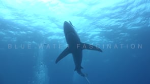 0480_Blue shark swimming towards camera