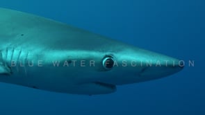 0482_blue Shark feeding