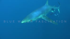 0487_Blue shark with pilotfishes