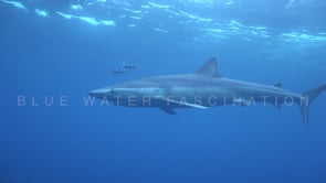 0488_Blue shark passing under boat
