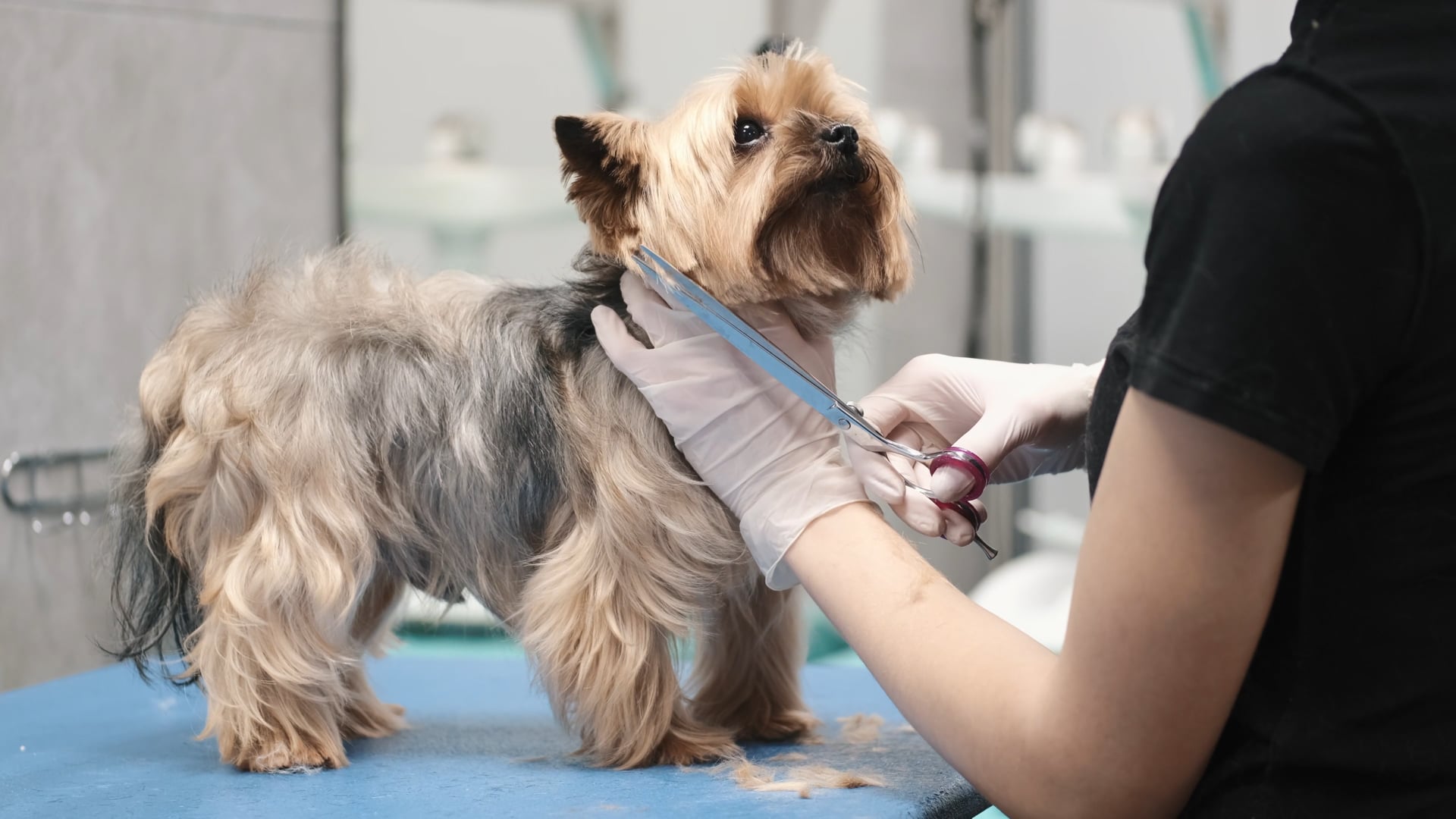 Dog Grooming, Sitting & Boarding Athens TX