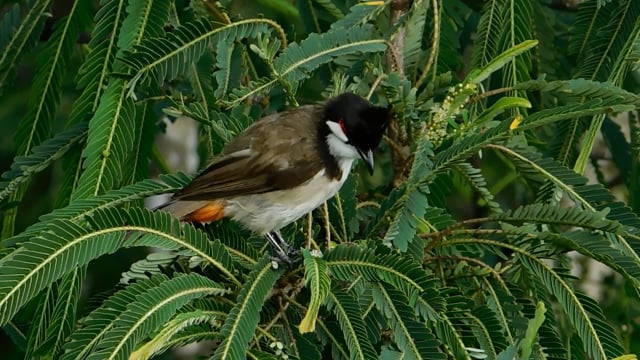 Crazy Nature Video: Redbird 