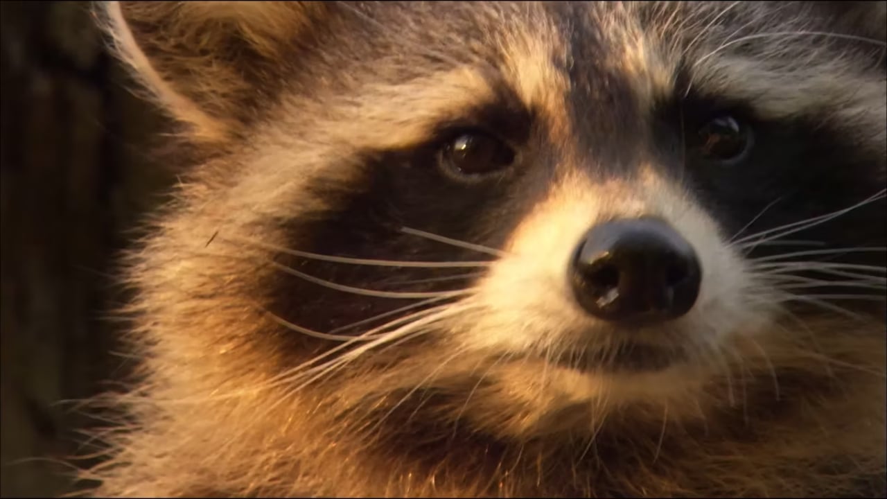 Raccoons - The New Europeans