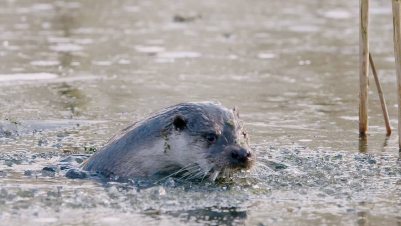 The Otter - A Legend Returns