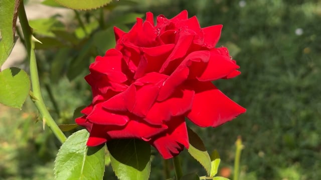 Rose, Flower, Red. Free Stock Video - Pixabay