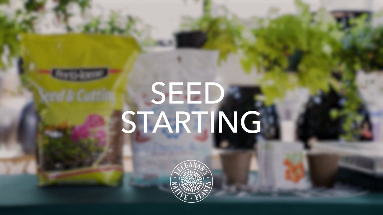 Buchanan's_Seed Starting