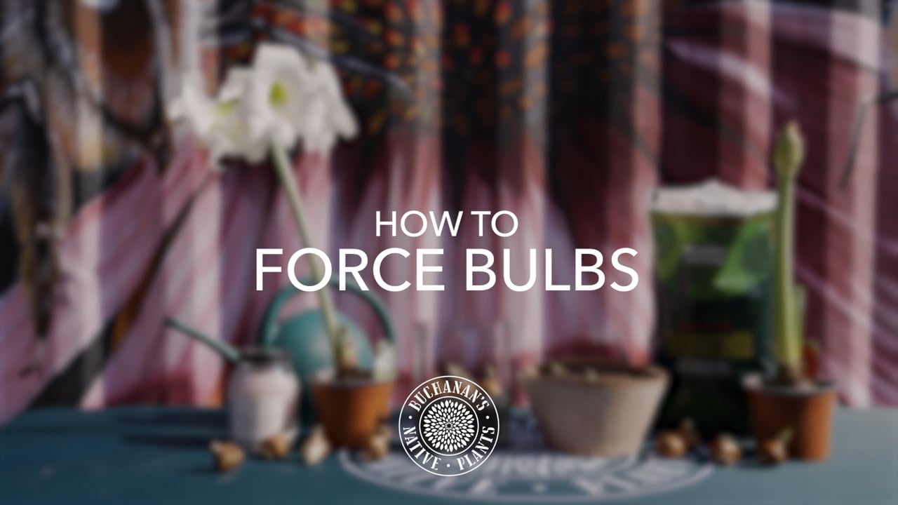 Buchanan's_How to Force Bulbs