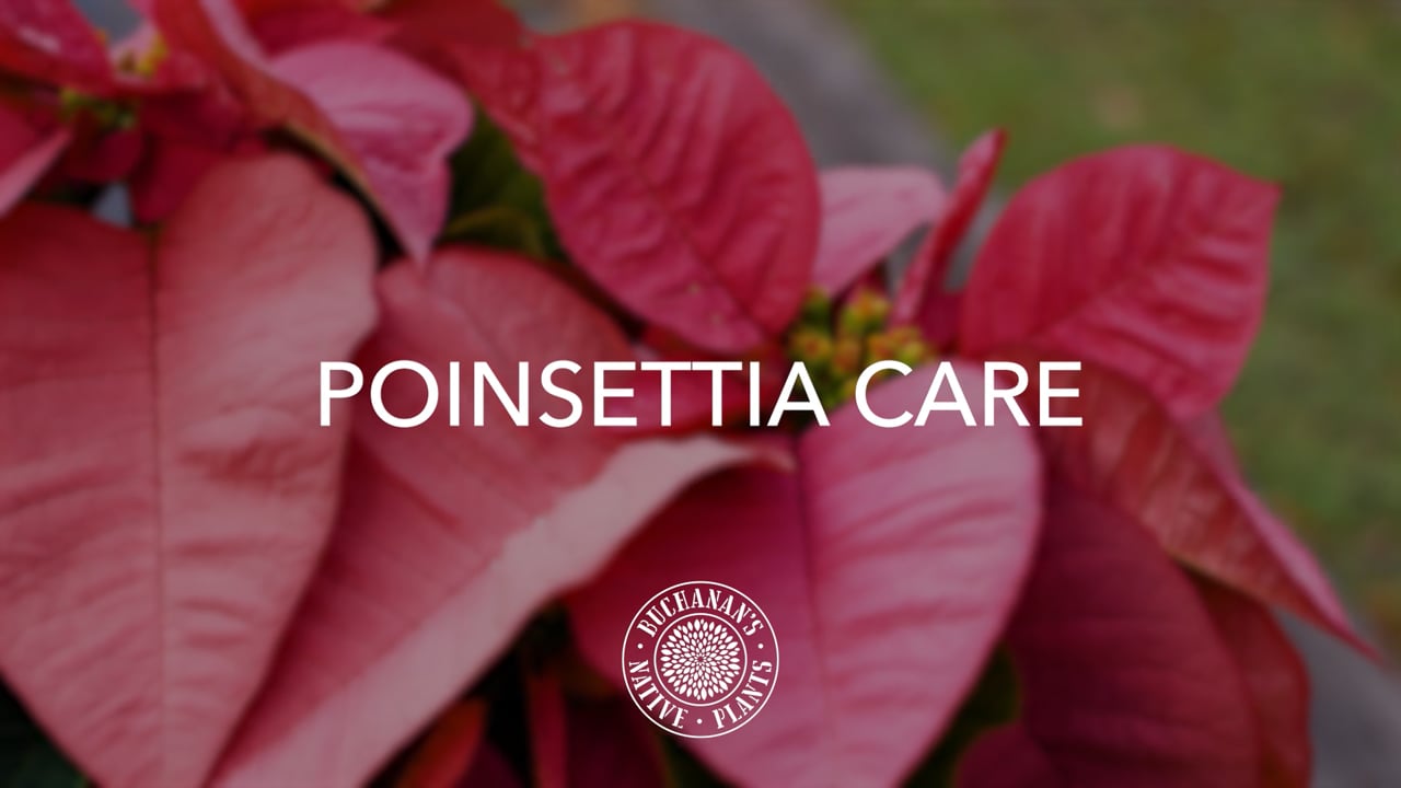 Poinsettia Care
