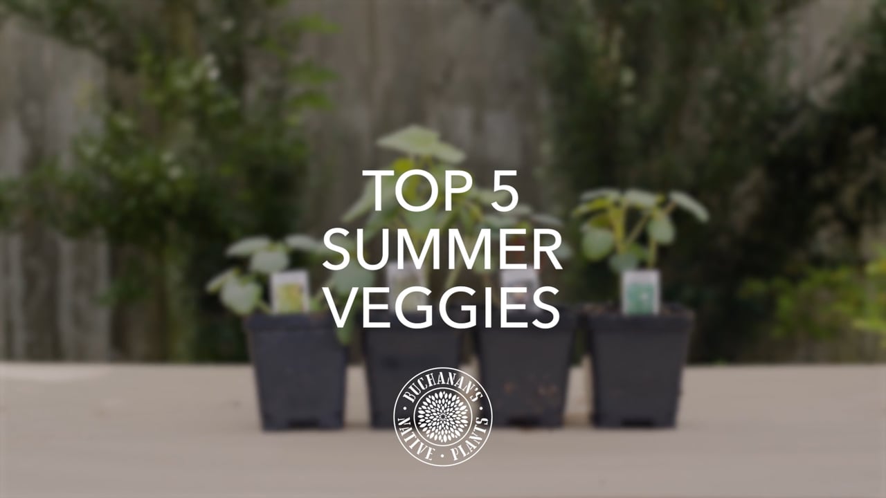 Top 5 Summer Veggies_Updated