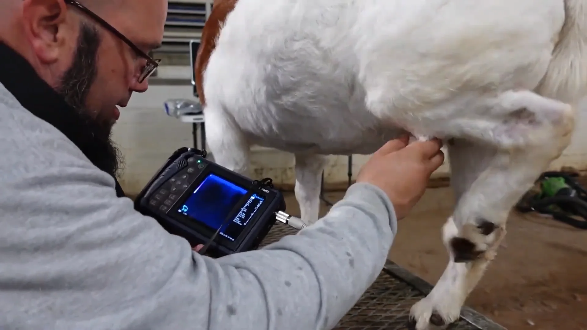 馬、羊、豚、犬、牛の検査に使用できるポータブル獣医用超音波装置
