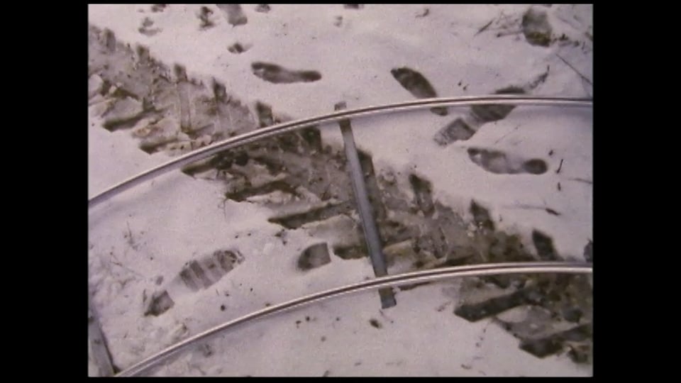 Animal Tracks