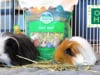 Oxbow Oat Hay For Small Animals thumbnail number