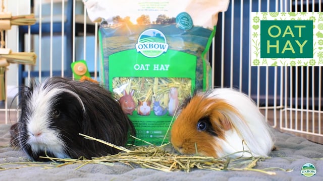 Oat hay for guinea pigs best sale