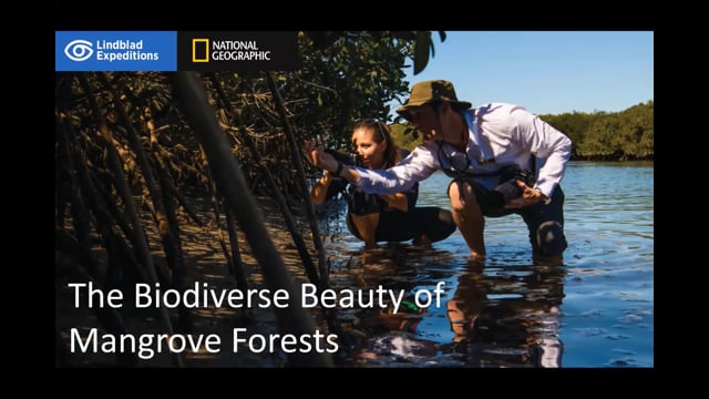 The Biodiverse Beauty of Mangrove Forests with Lindblad Expeditions