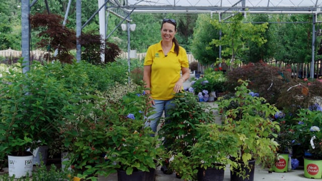 How to Grow and Care For Raspberries & Blackberries