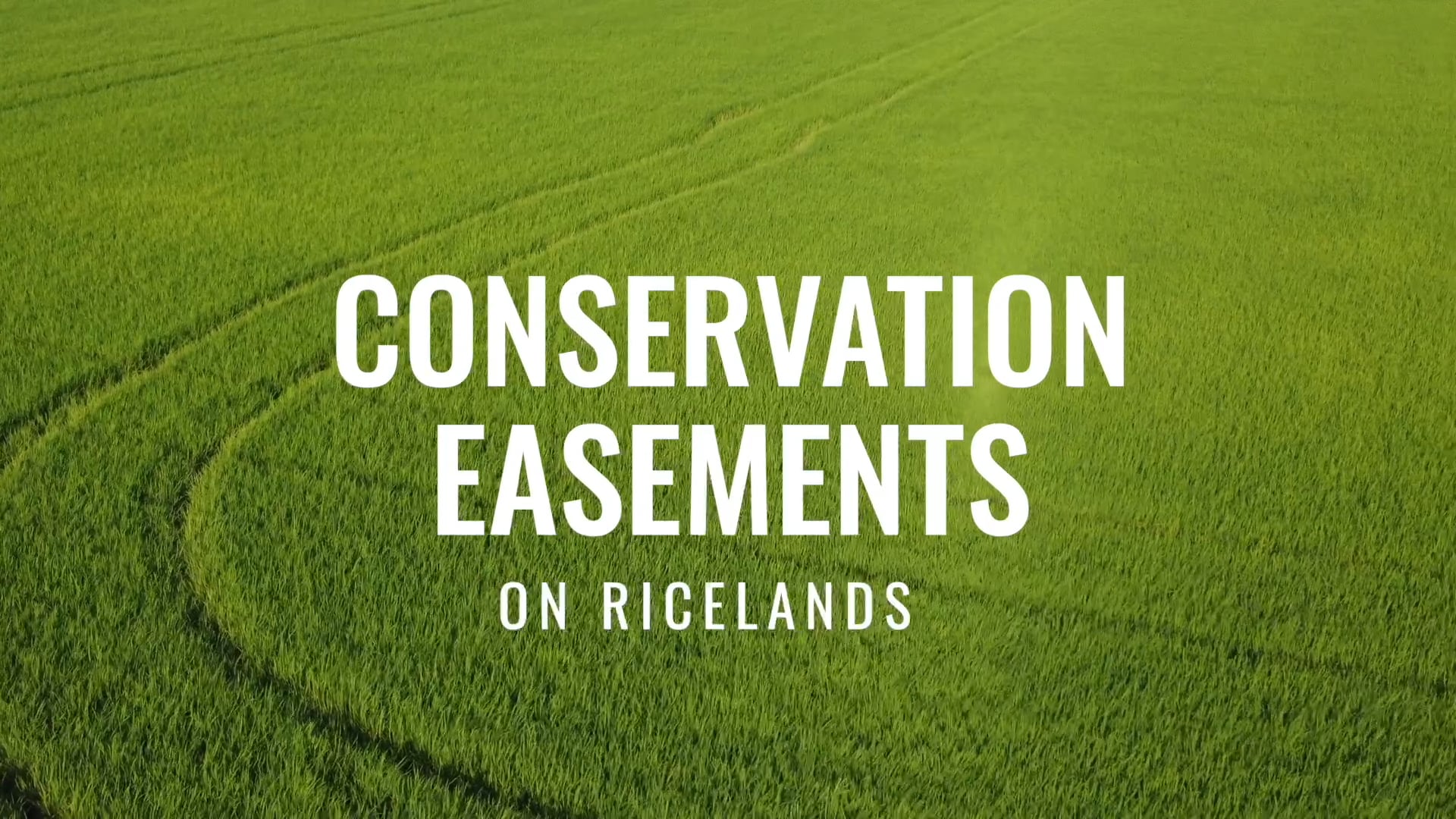 CA Rice - Conservation Easements