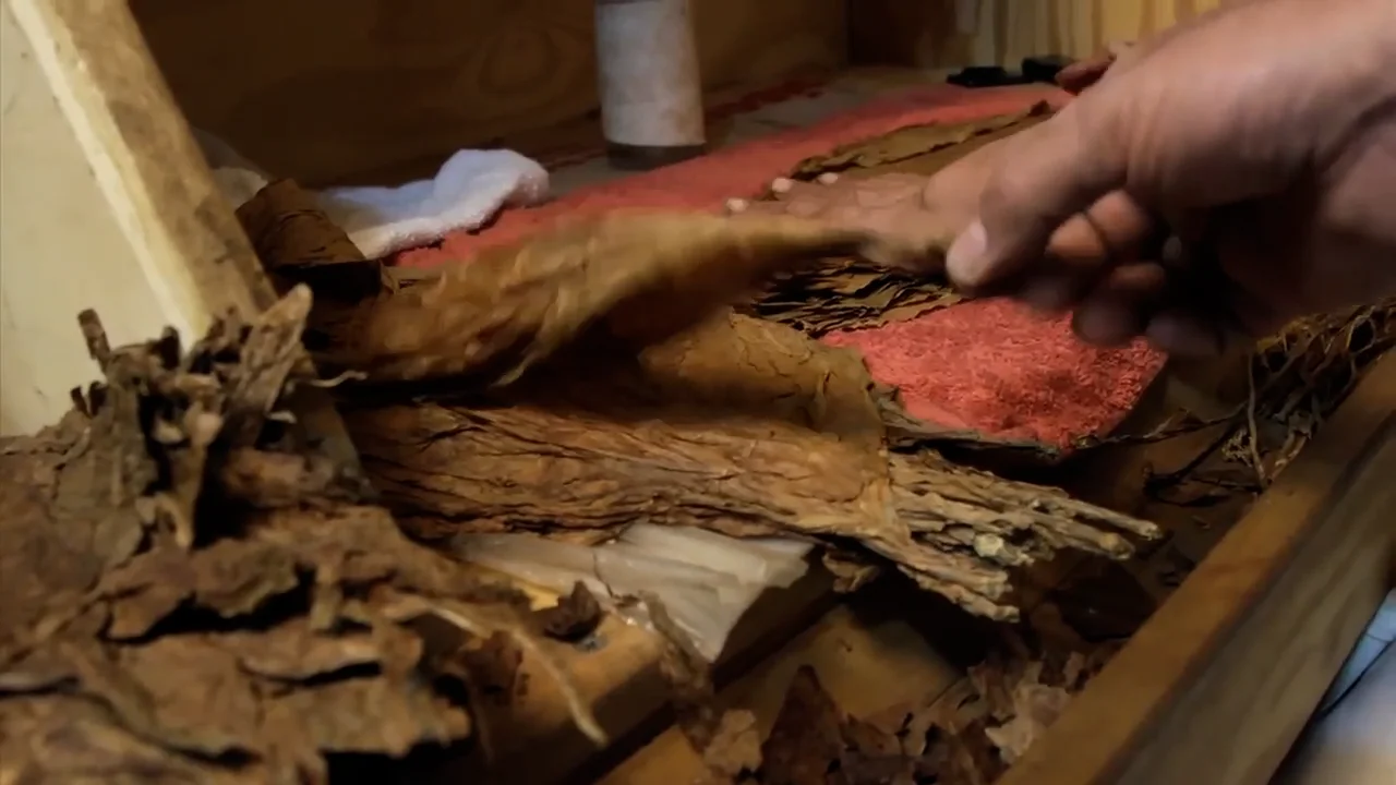 jimenez tobacco photos how its made the cigar rolling process .mp4