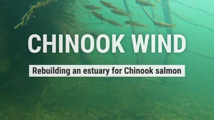 Chinook Winde