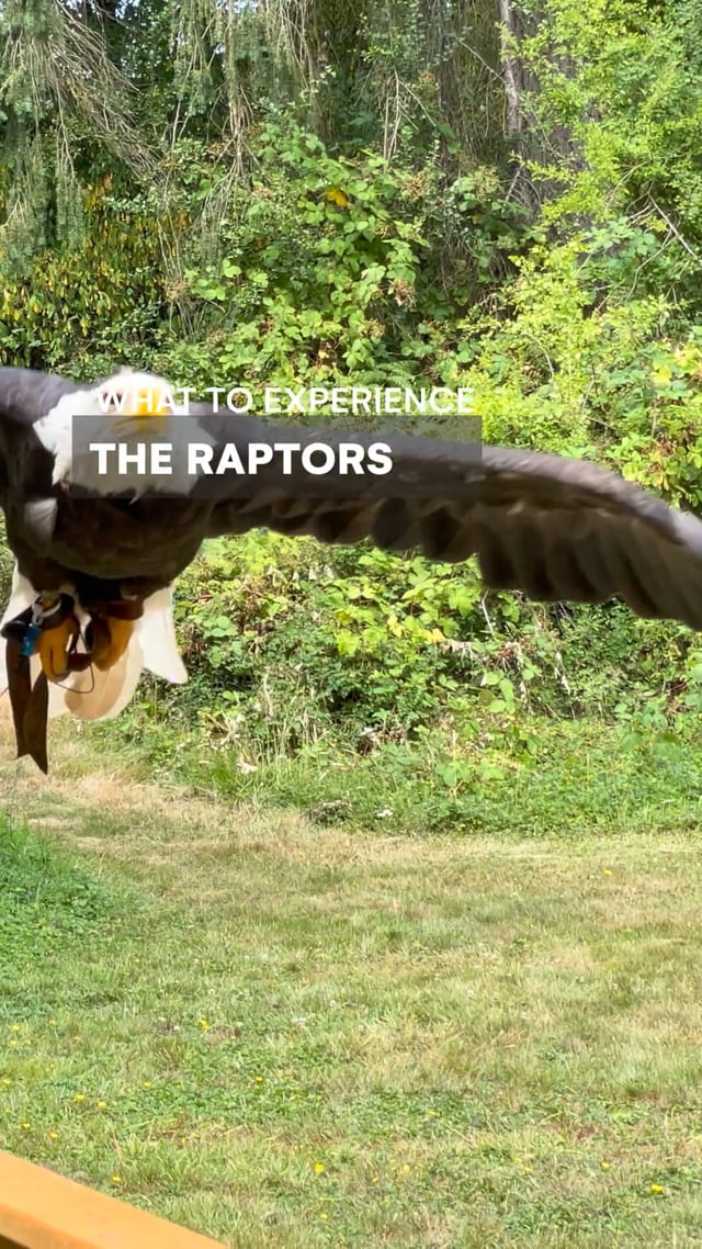 Cowichan Raptors