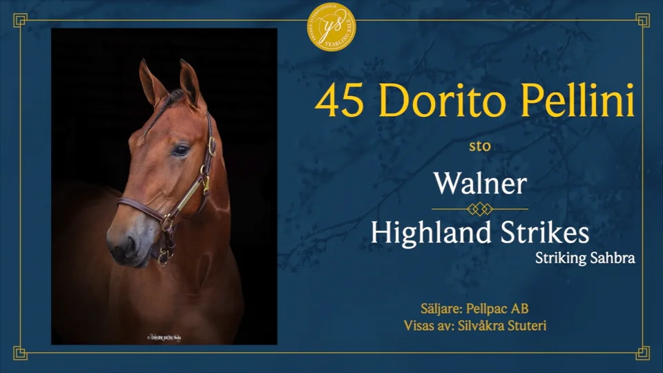 Solvalla Yearling Sale 2023 45 Dorito Pellini on Vimeo