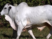 Lote 50