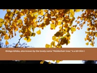 Herbalist: 7.3 Ginkgo.mp4