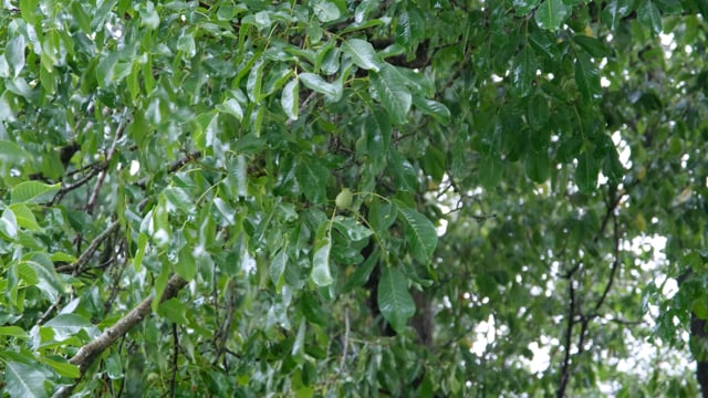 heavy shower of rain meaning