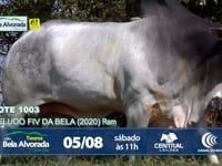 LOTE ESPECIAL - VELUDO FIV DA BELA