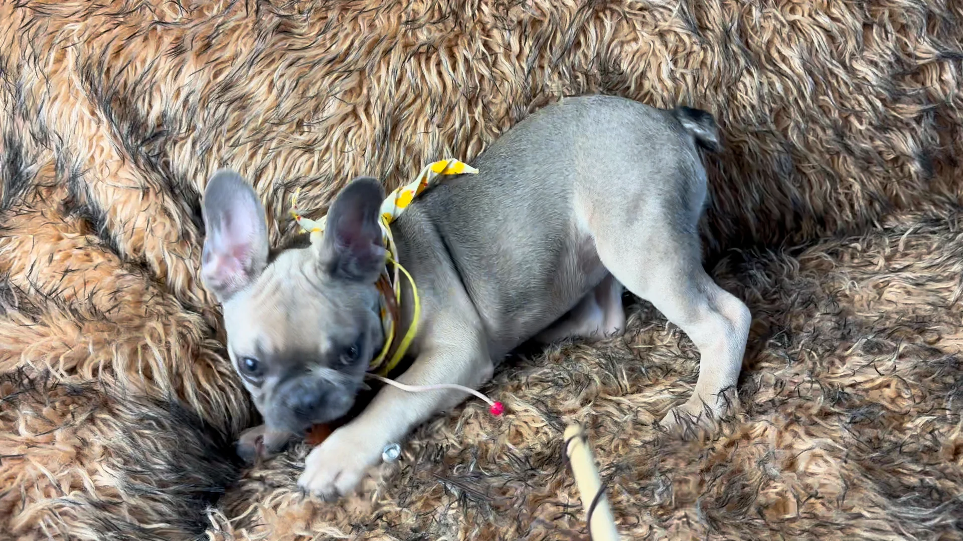 Blue sable french bulldog hot sale puppy