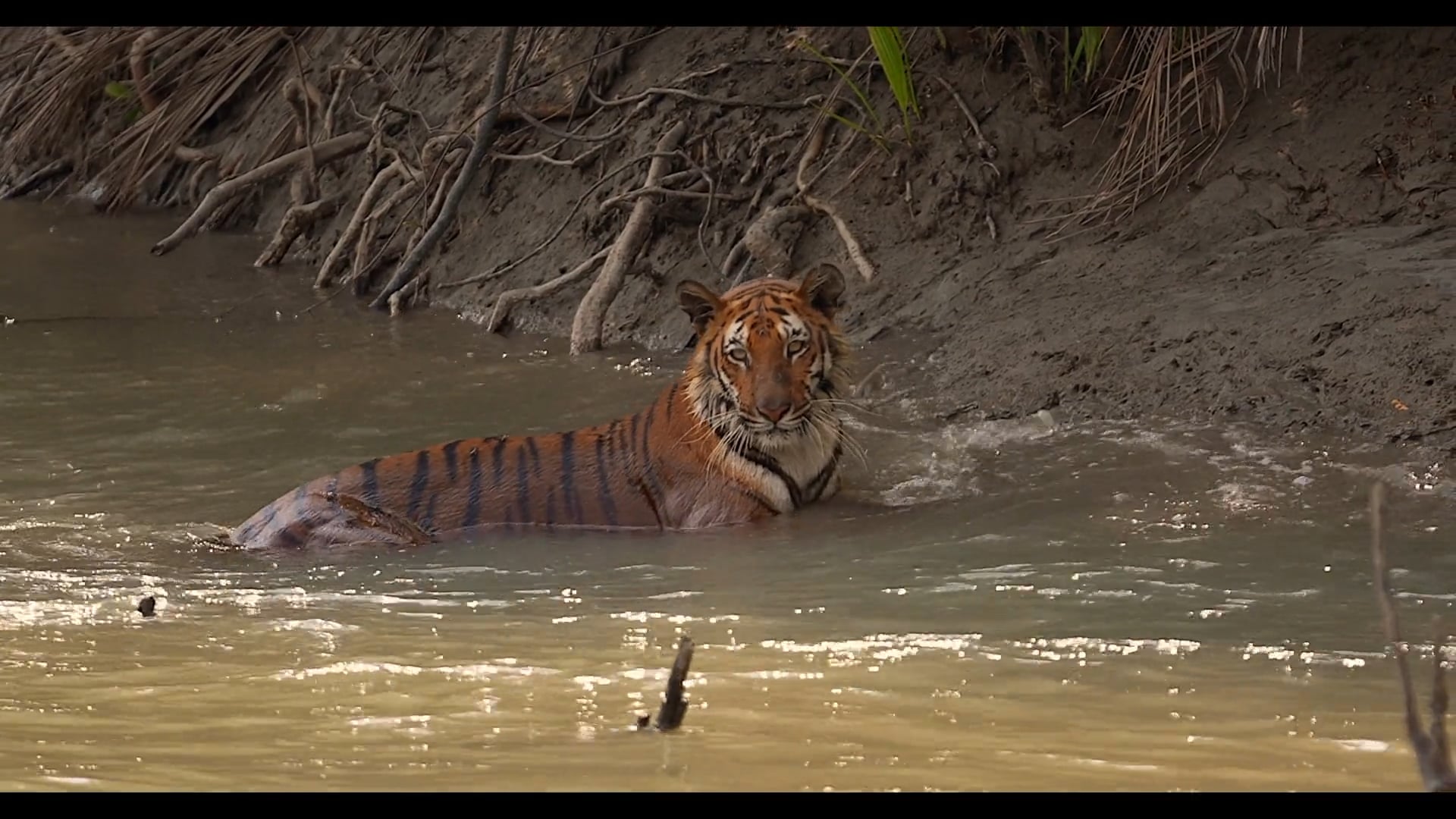 SUNDARBANS, LE DERNIER ROYAUME DU TIGRE