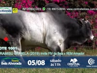 LOTE ESPECIAL - TIRAMISU DA BELA