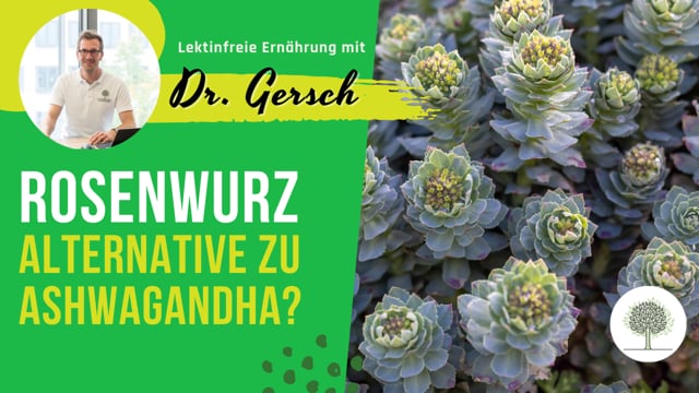 Ist Rhodiola rosea (Rosenwurz) eine gute lektinfreie Alternative zu Ashwagandha? 