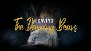Saving The Dancing Bears